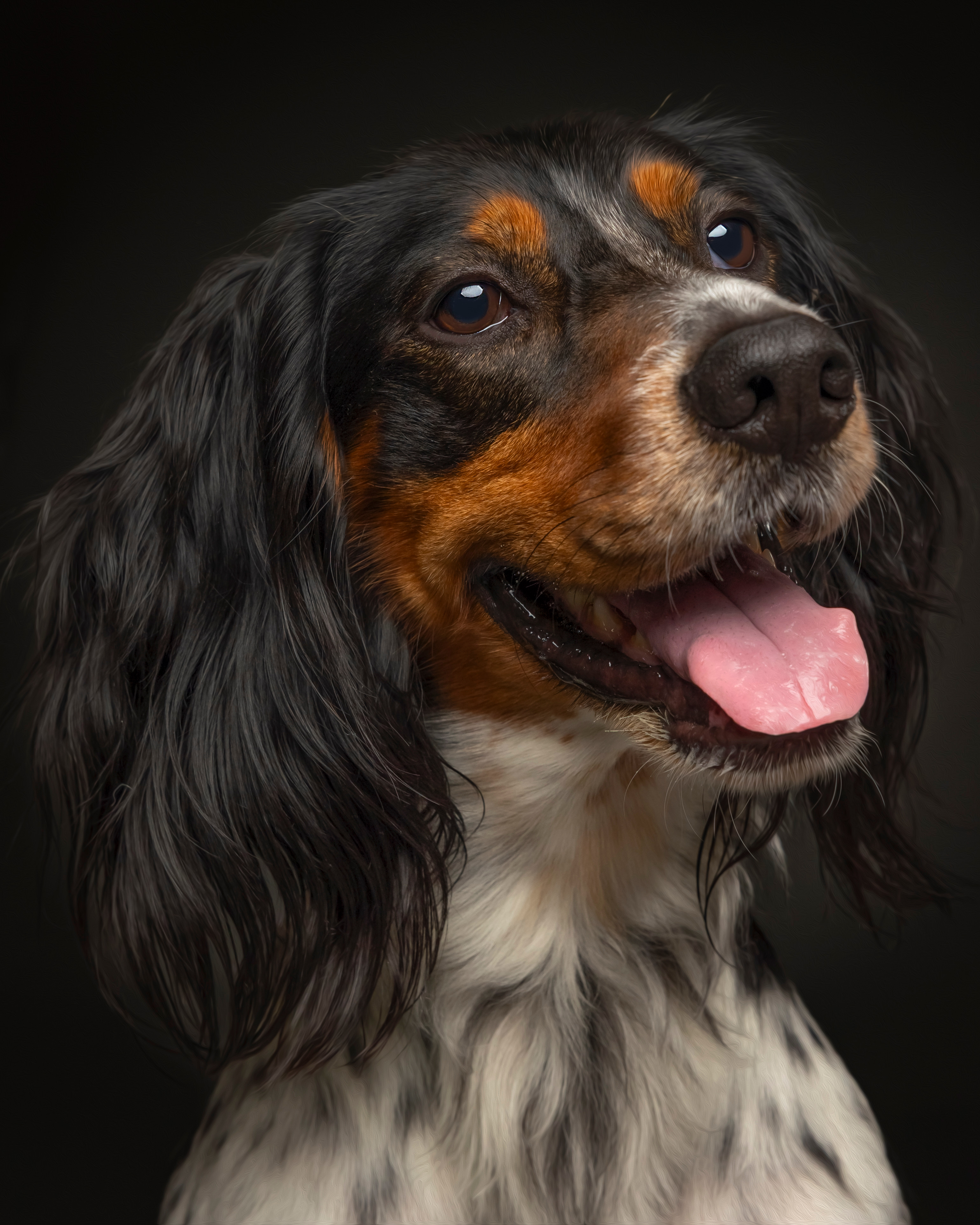 A happy dog photographed by Boop Photo