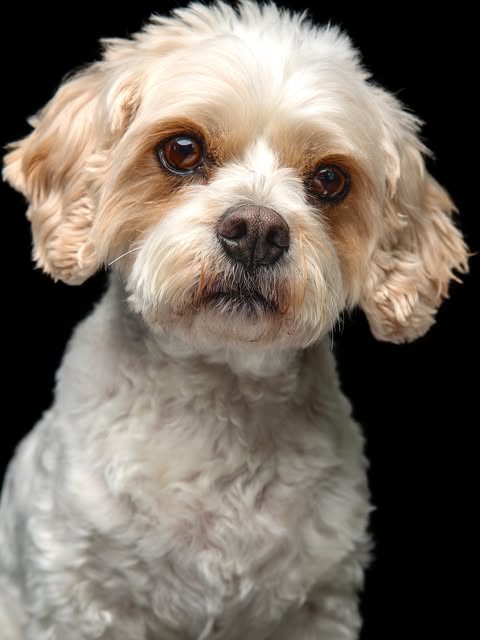 Boop Photo small dog portrait