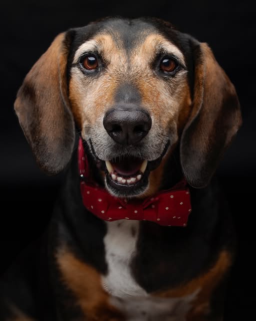 A Boop Photo dog portrait filled with personality