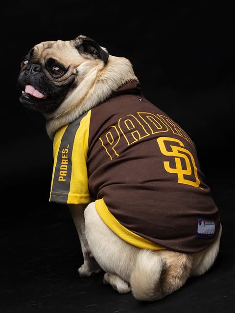 Recent Boop Photo portrait of a pug in a Padres jersey