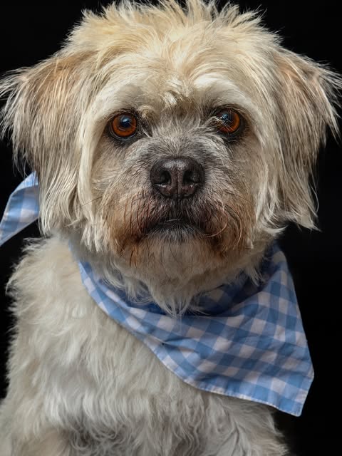 Recent Boop Photo portrait of a dog in a blue bandana