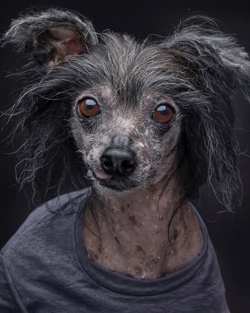 Recent Boop Photo portrait of a scruffy dog