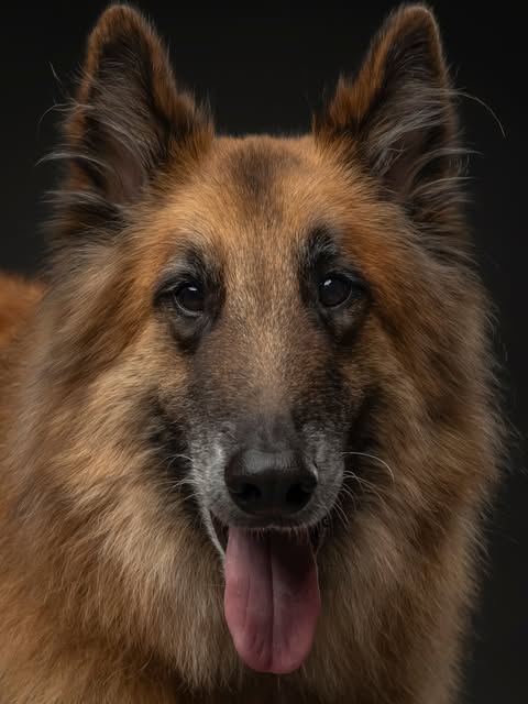 Recent Boop Photo portrait of a fluffy shepherd