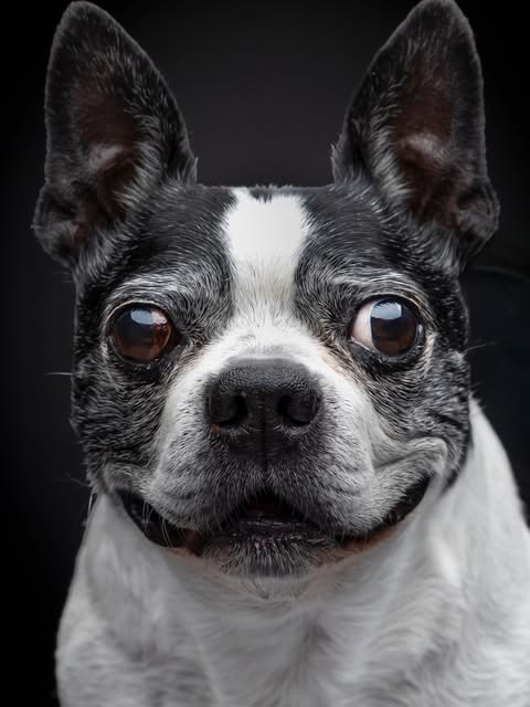 Recent Boop Photo portrait of a Boston terrier